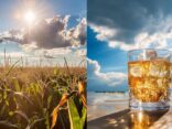 Korn vs Vodka: Vergleich der beliebten Spirituosen in einer visuellen Darstellung