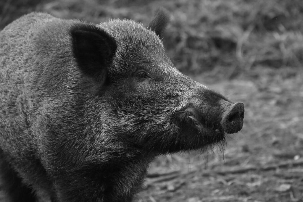 Boar Gin Test: Bild eines Wildschweins zur Veranschaulichung des Artikels